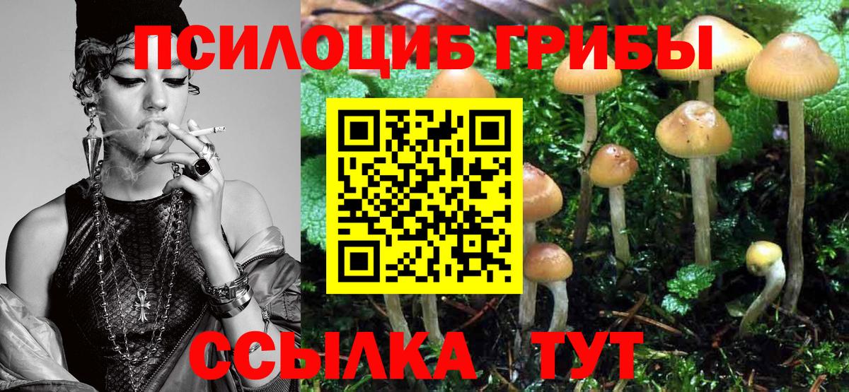 Галлюциногенные грибы Cubensis Новозыбков