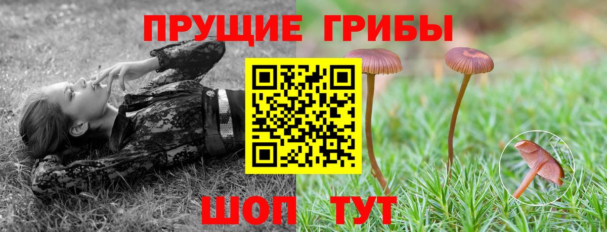 Новозыбков  Псилоцибиновые грибы мицелий  Галлюциногенные грибы MAGIC MUSHROOMS  Вход с VPN 